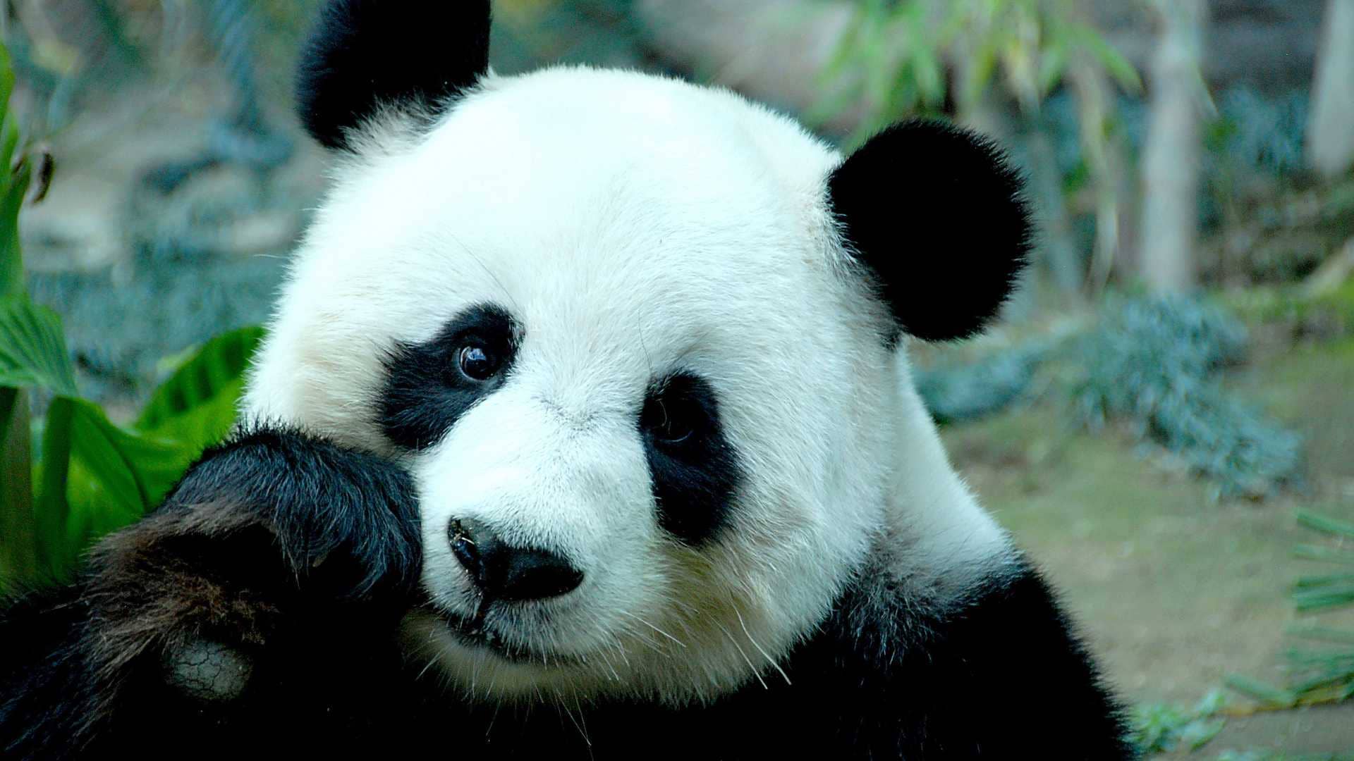10 حقائق مثيرة للاهتمام عن دب الباندا